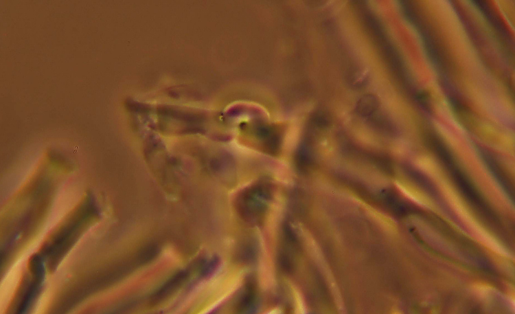 Probabile Postia (Postia tephroleuca)